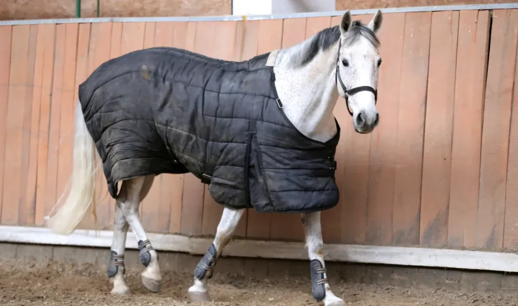 Horse Blanket