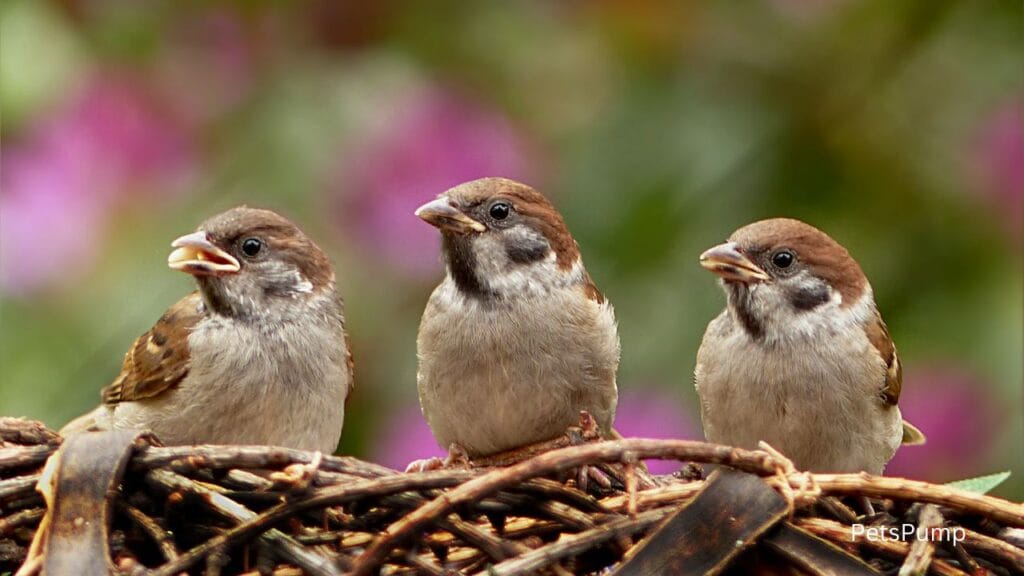 Quality Bird Supplies