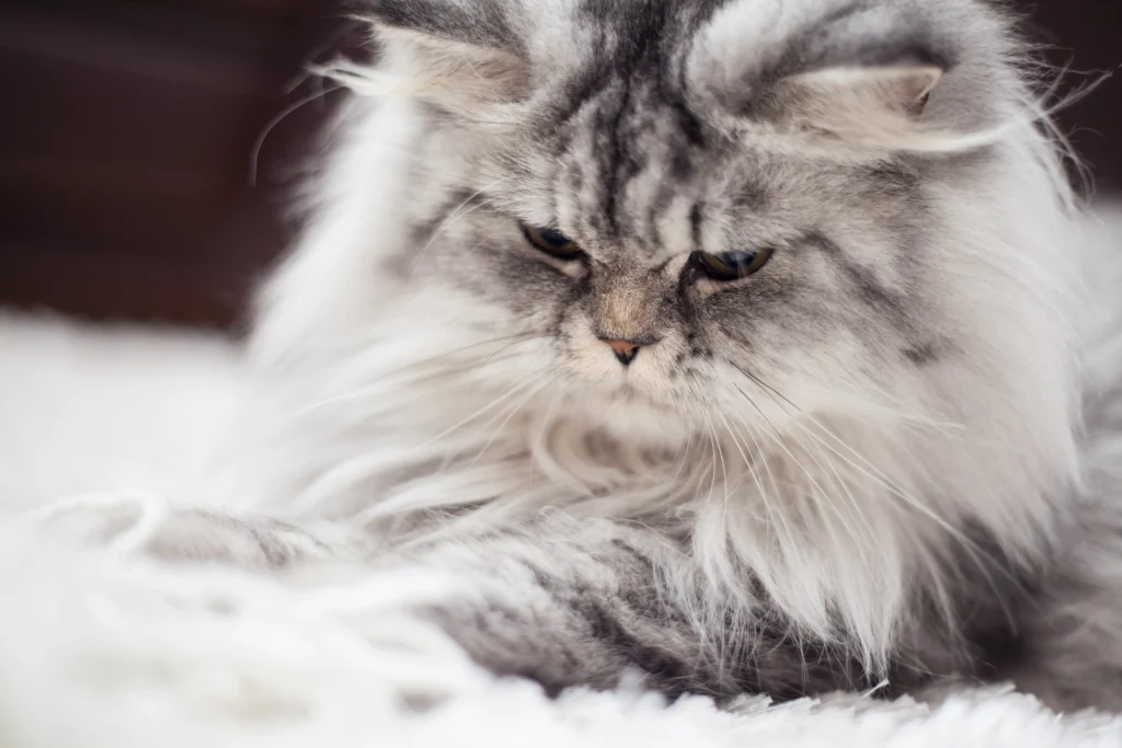Long Haired Tabby Cat