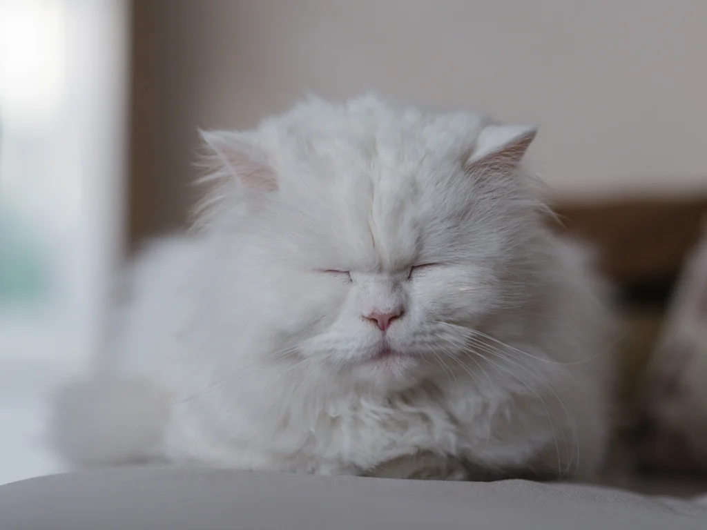 Long Haired Tabby Cat