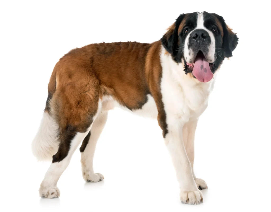 Big Fluffy Dog Breeds