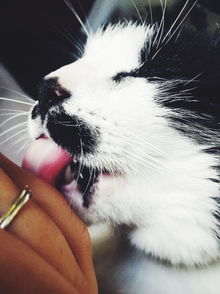 Why Do Cats Lick You