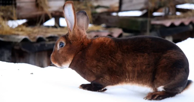 Mini Rex Rabbit Care: Lifespan, Personality & Grooming