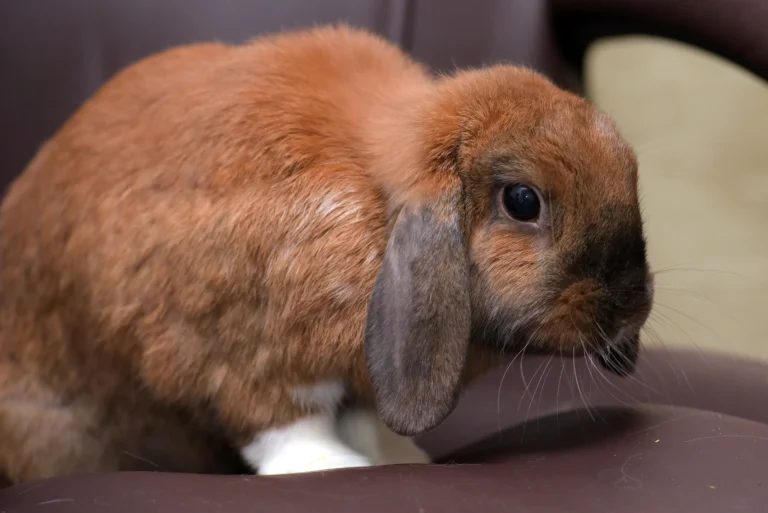 Holland Lop Lifespan: 5 Surprising Truths You Need to Know!