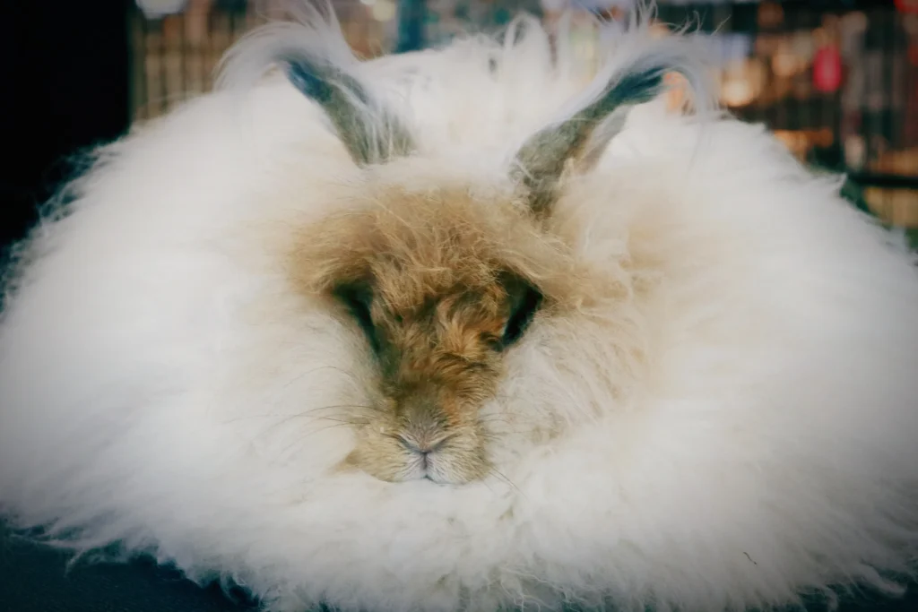 Angora Rabbit