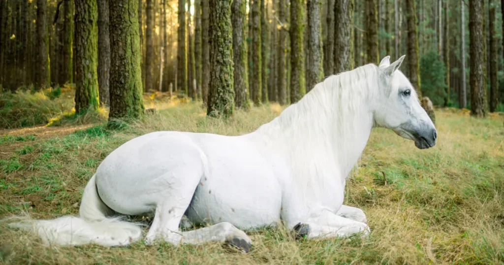 white friesian horse