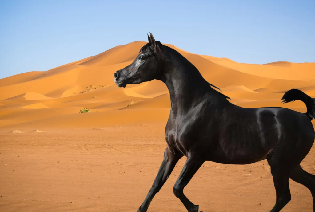black arabian horse