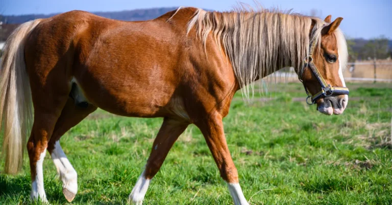 Reining Quarter Horse: 7 Shocking Facts Every Rider Must Know!