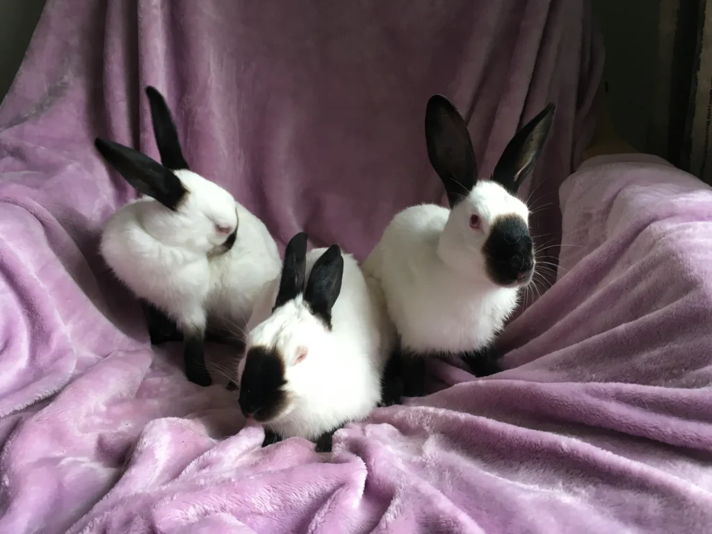 himalayan rabbit