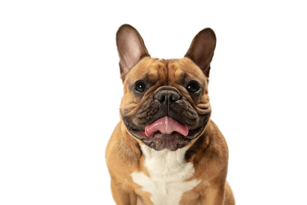 low energy dog breeds