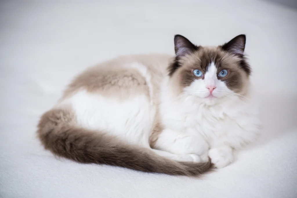 Friendliest Cat Breeds