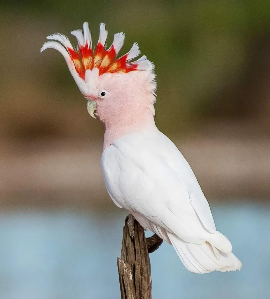 major cockatoo