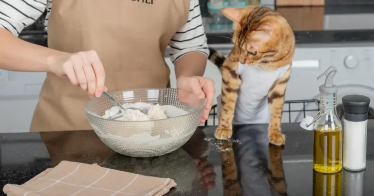 Why Do Cats Make Biscuits? The Surprising Reason Behind It