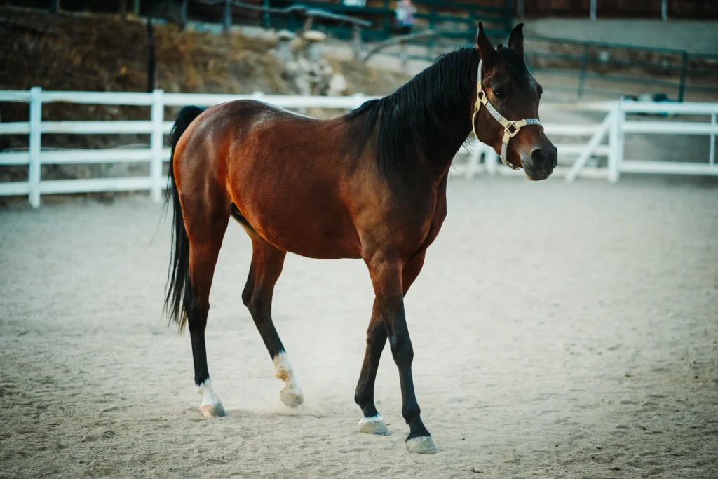 quarter horse colors