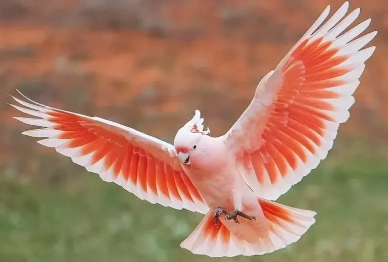 Major Cockatoo: 7 Shocking Facts You Must Know Before Owning One!