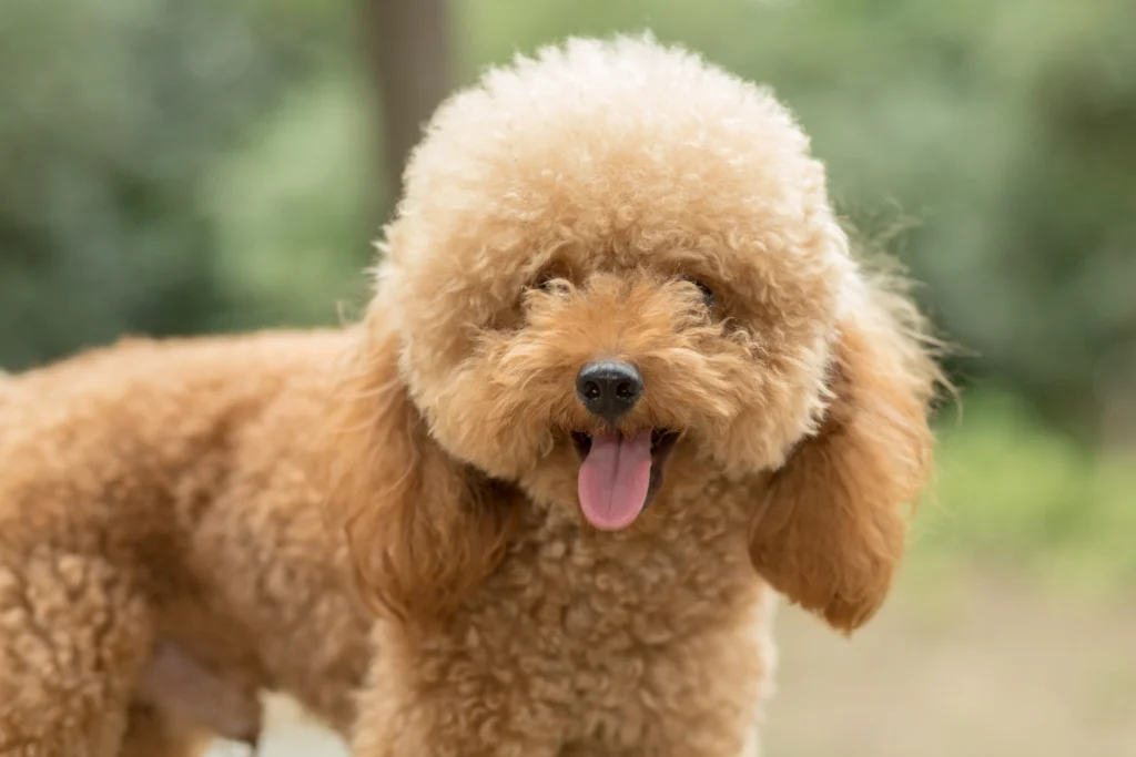 adopt a hypoallergenic puppy