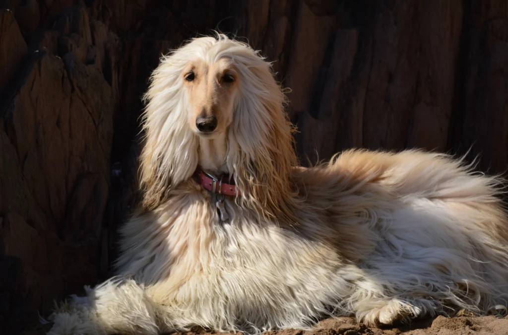 Dumbest Dog Breeds