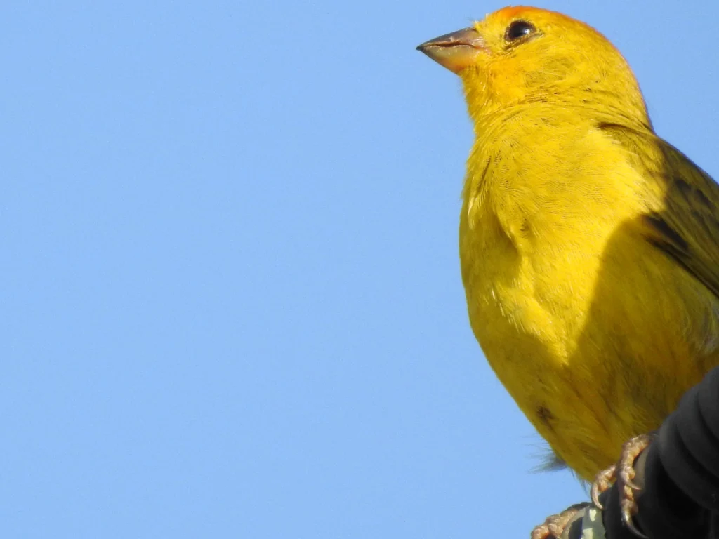 canary color