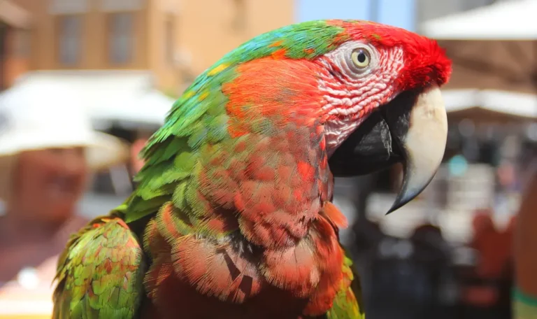 Catalina Macaw: Shocking Facts, Price & Care 2025