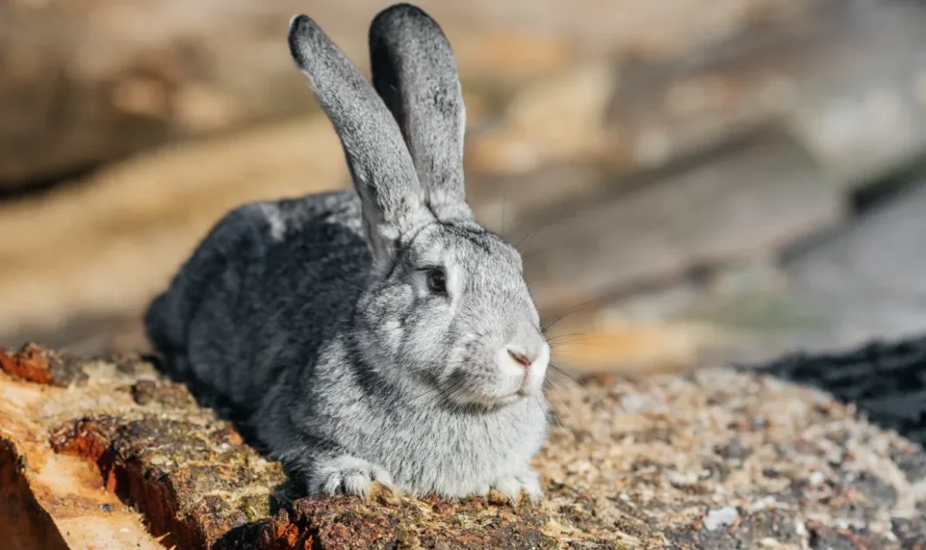 Silver Fox Rabbit