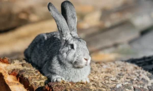 Silver Fox Rabbit: 7 Shocking Facts About This Rare Breed!