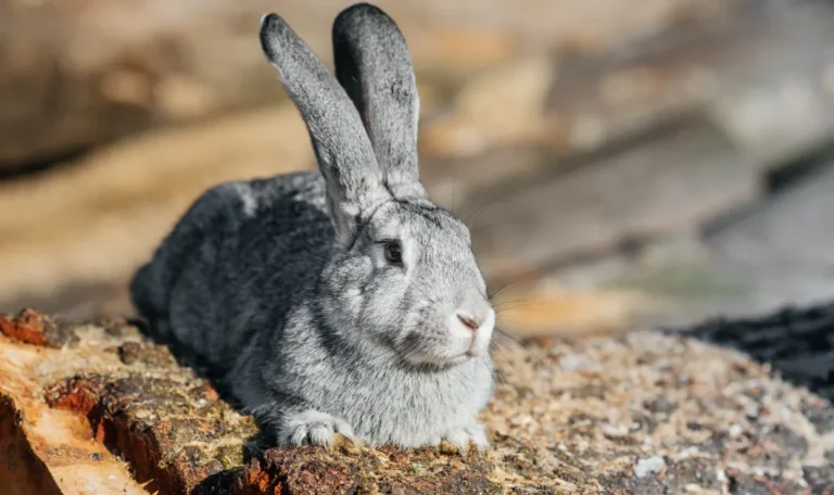 Silver Fox Rabbit: 7 Shocking Facts About This Rare Breed!
