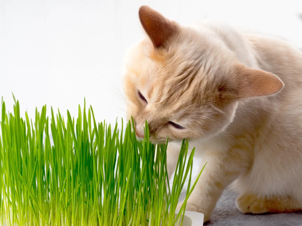 Cat Grass Seeds