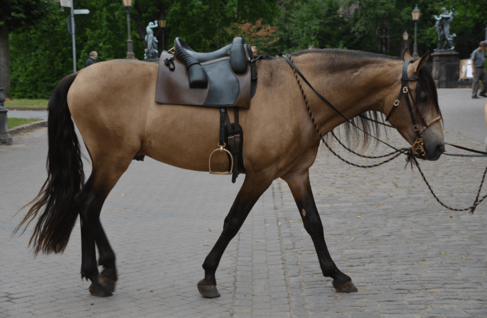 horse with saddle