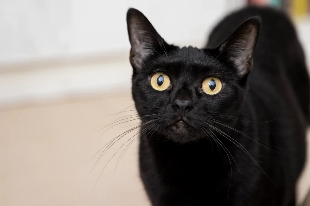 Friendliest Cat Breeds