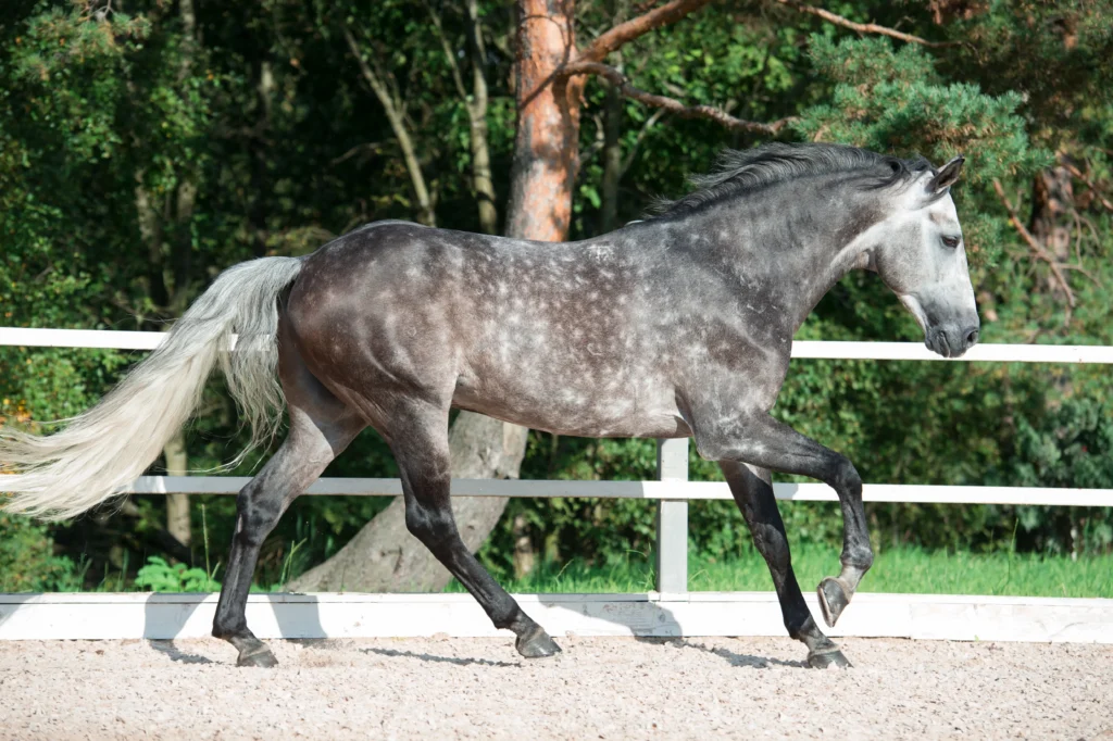 quarter horse colors