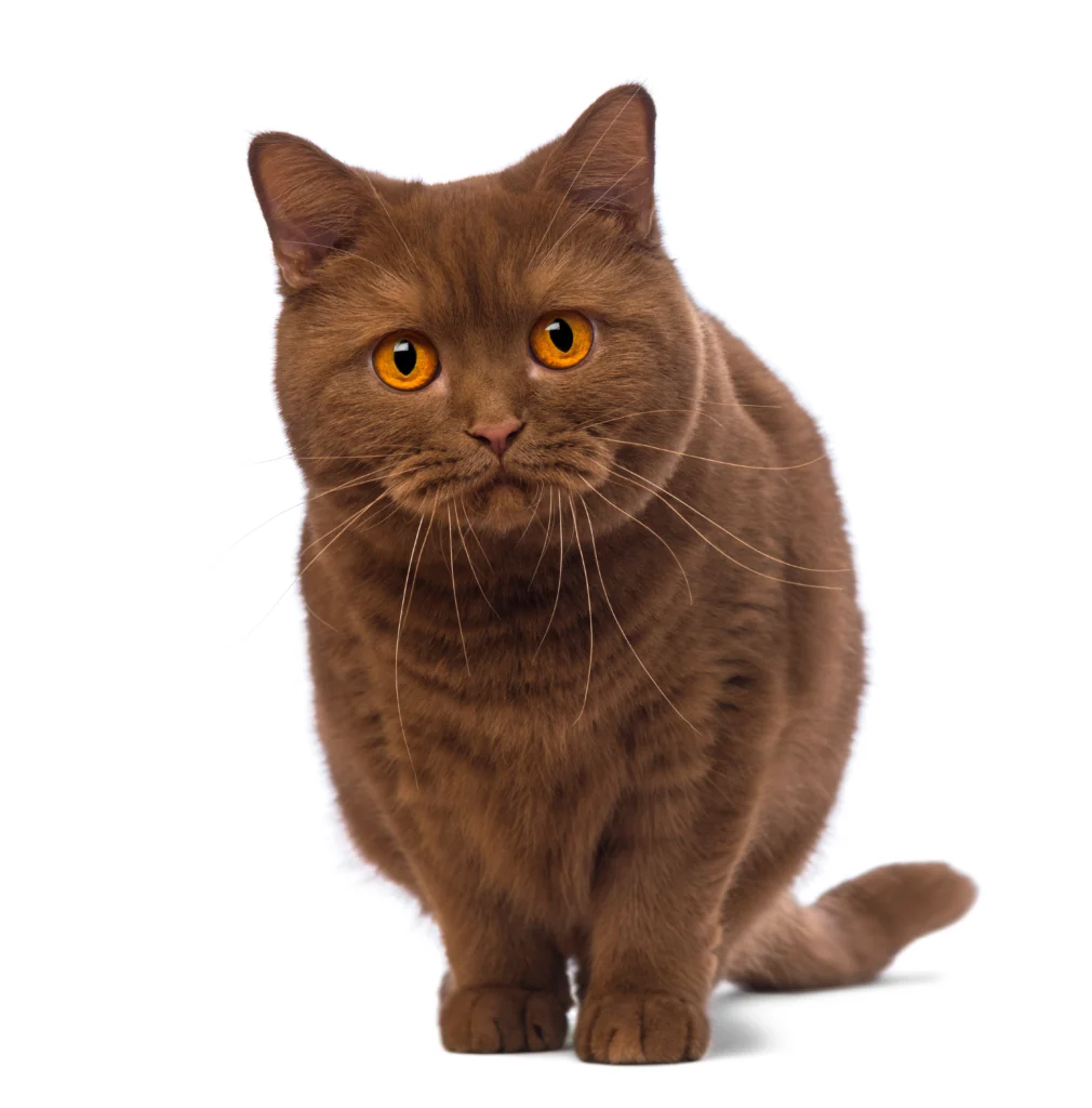 Brown Ragdoll Cat
