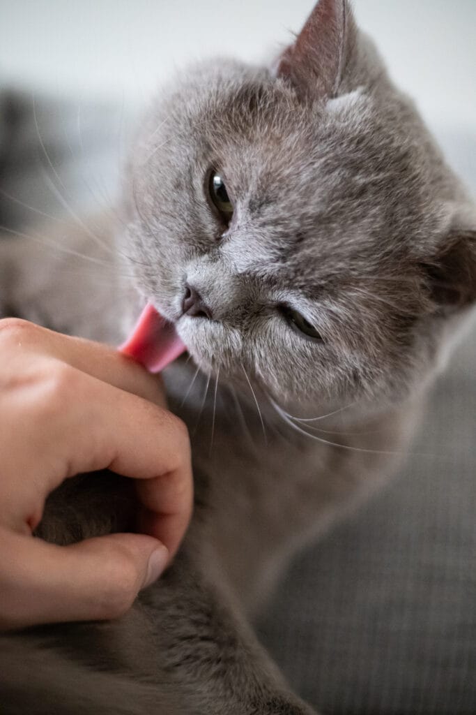 Why Do Cats Lick You