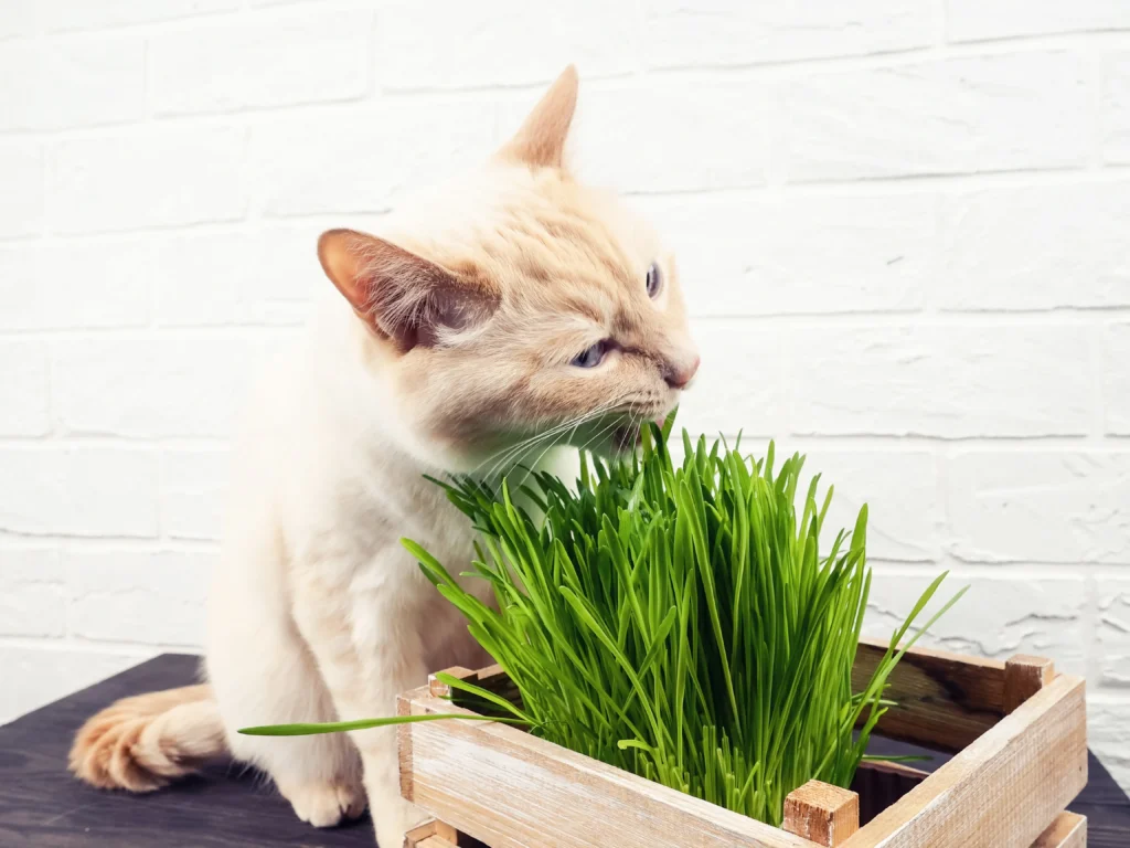 Cat Grass Seeds