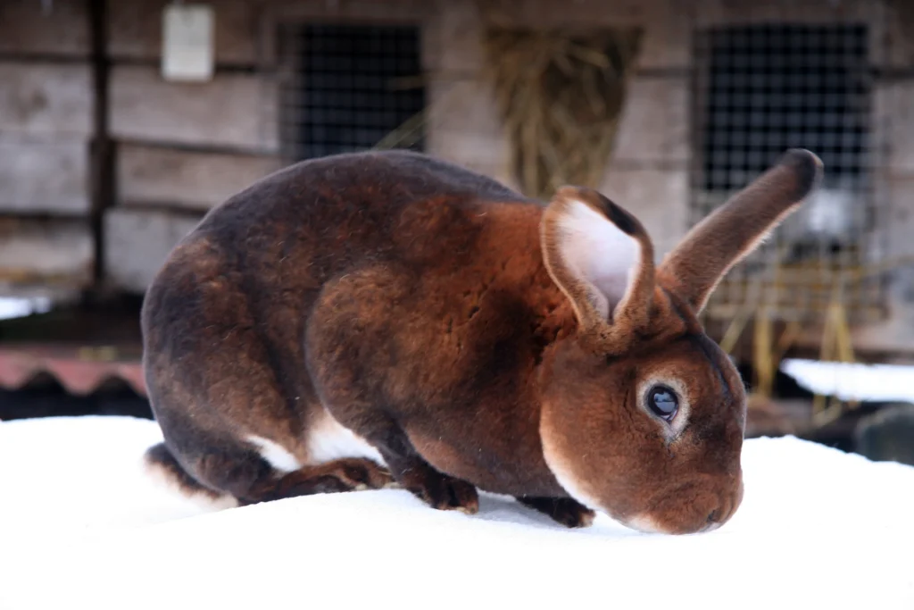 mini rex rabbit