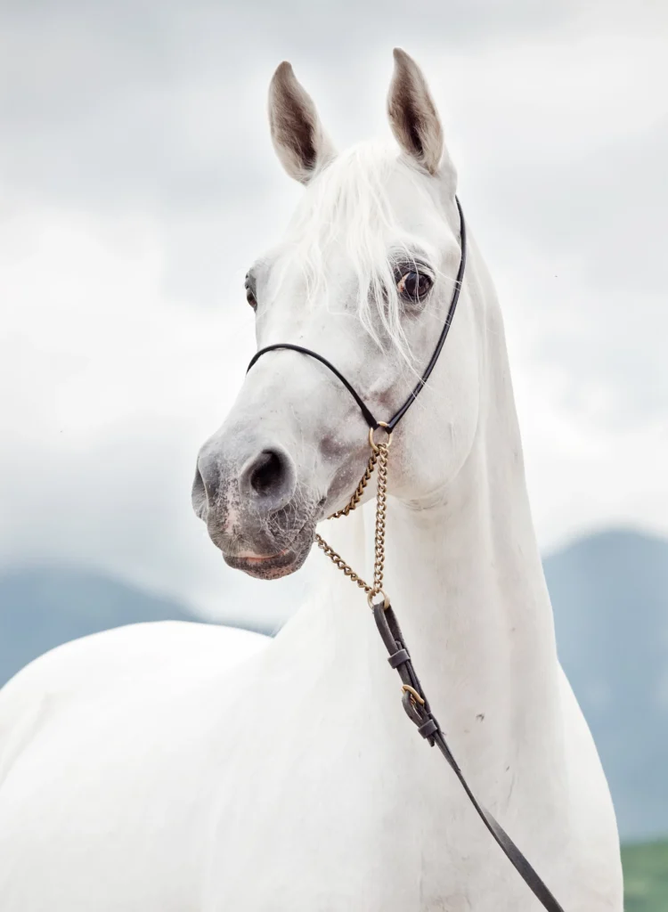 white friesian horse