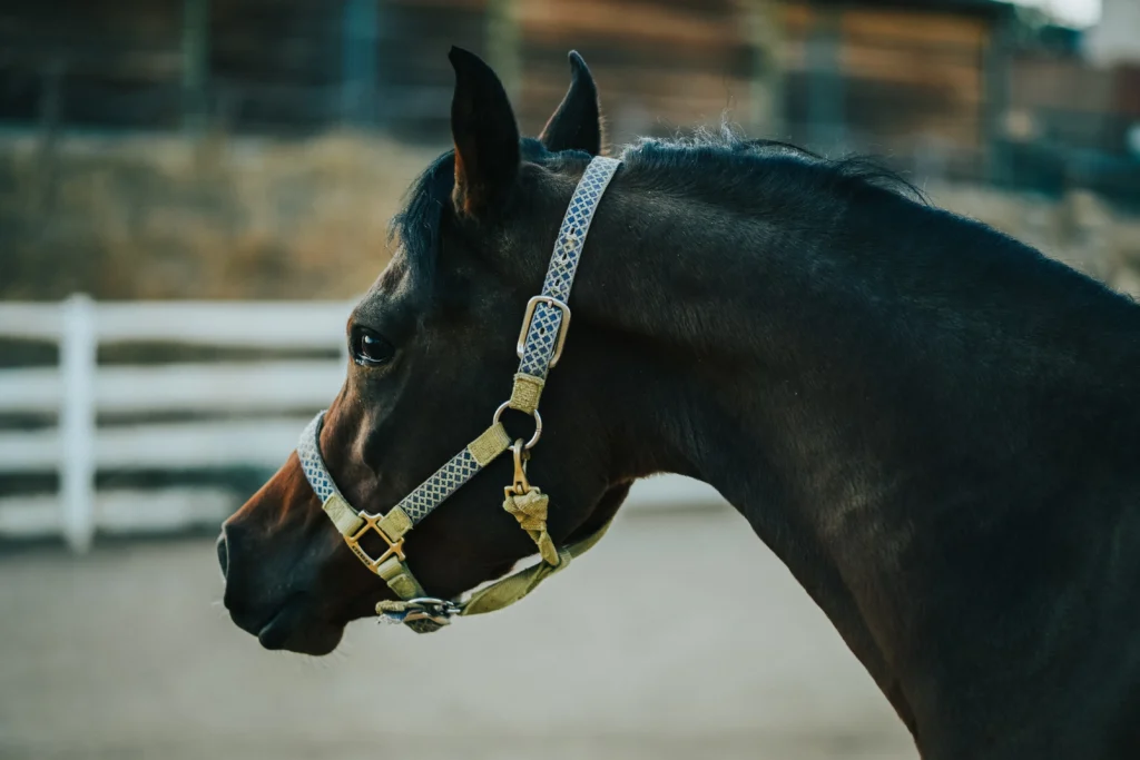black arabian horse