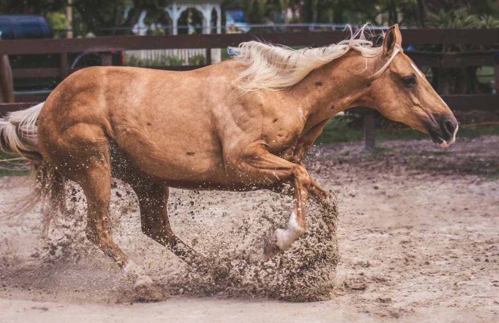 Reining Quarter Horse