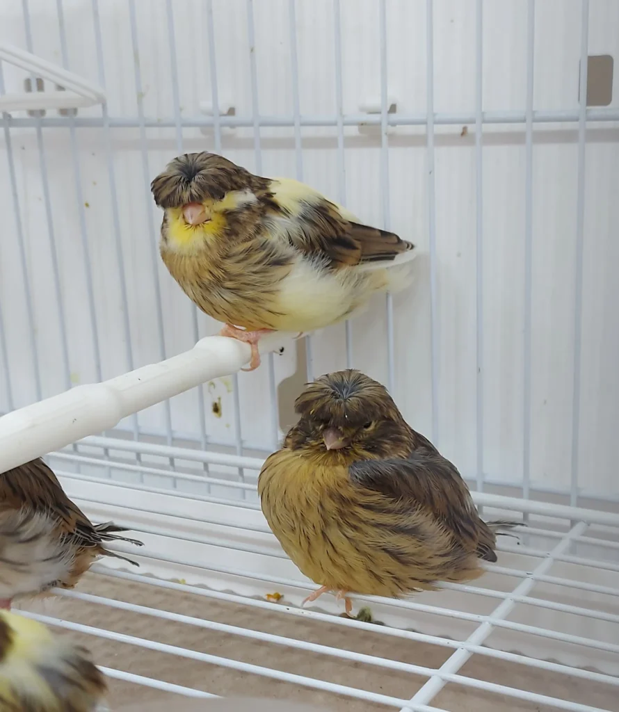 gloster canary bird