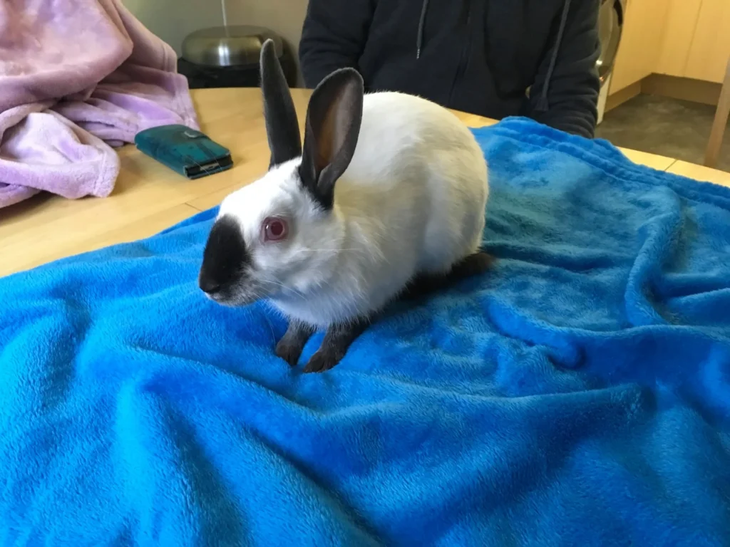 himalayan rabbit
