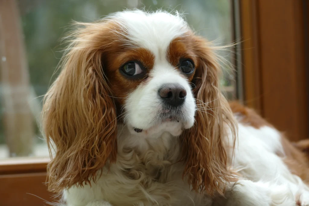 low energy dog breeds