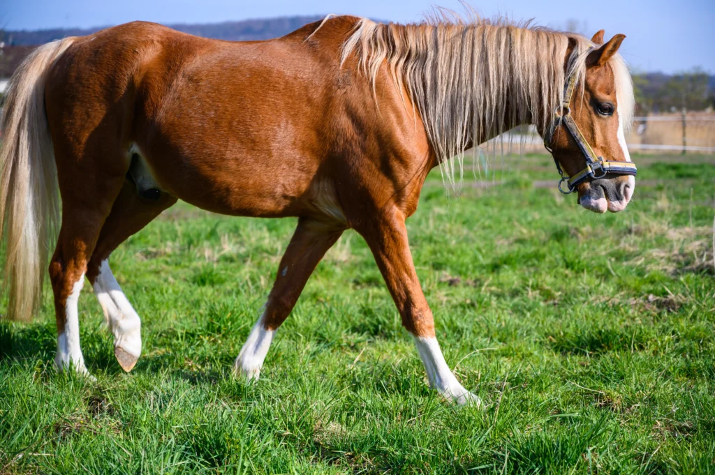 quarter horse colors