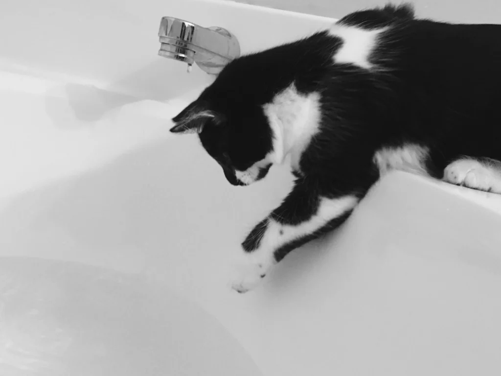 why do cats make biscuits