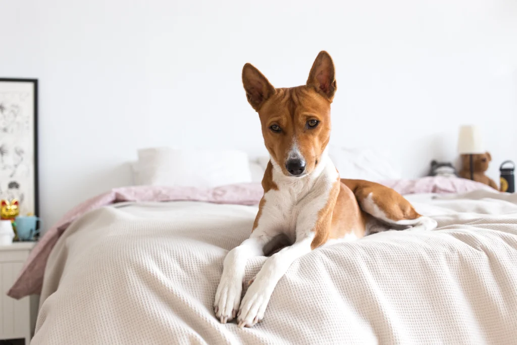 Dumbest Dog Breeds