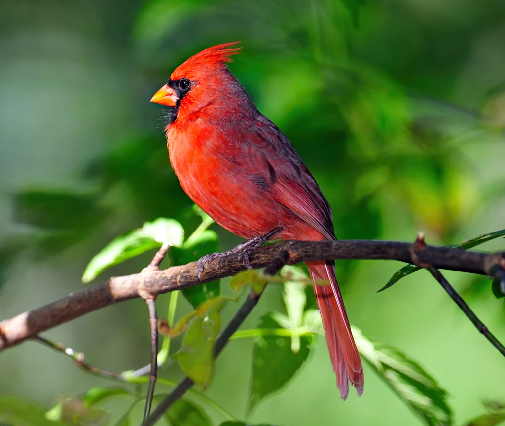 canary color