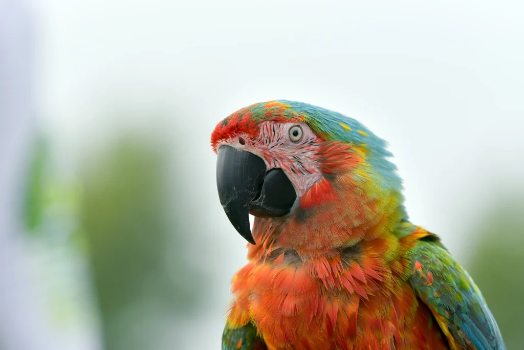 catalina macaw