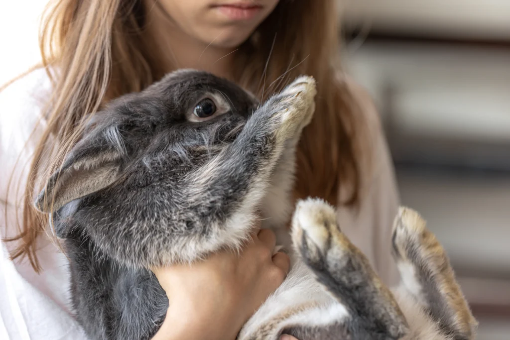 Silver Fox Rabbit