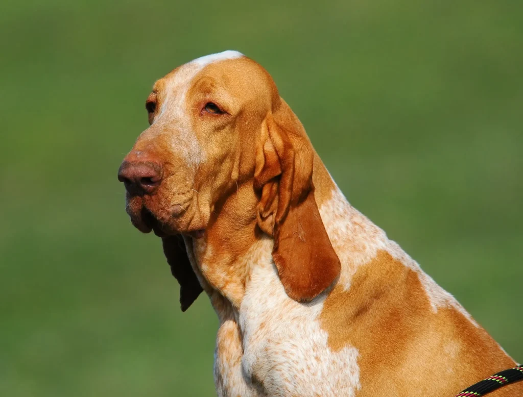 lazy dog breeds