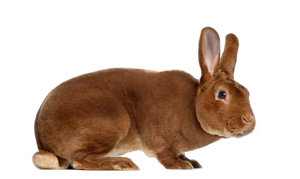 mini rex rabbit