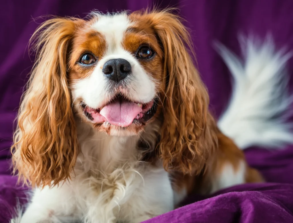 lazy dog breeds