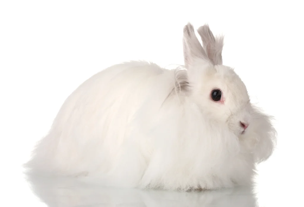 Angora Rabbit